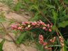 Persicaria maculosa