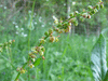 Rumex acetosa