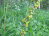 Rumex acetosa