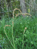 Rumex acetosa