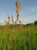 Rumex acetosa