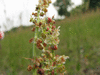 Rumex acetosa