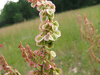 Rumex acetosa