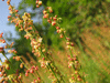 Rumex acetosella