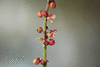 Rumex acetosella