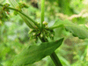 Rumex conglomeratus