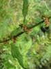 Rumex conglomeratus