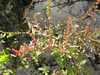 Rumex conglomeratus