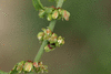 Rumex conglomeratus