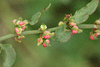 Rumex conglomeratus