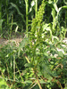 Rumex crispus