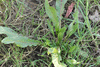 Rumex crispus