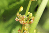 Rumex crispus