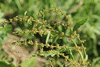 Rumex crispus