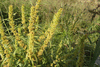 Rumex maritimus