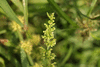 Rumex maritimus