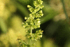 Rumex maritimus