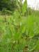 Rumex obtusifolius