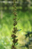 Rumex obtusifolius