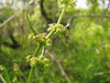 Rumex pulcher