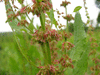 Rumex sanguineus