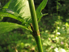 Rumex sanguineus