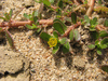 Portulaca oleracea