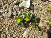 Portulaca oleracea