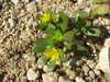 Portulaca oleracea