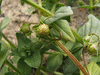 Lysimachia foemina