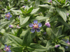 Lysimachia foemina