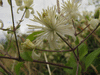 Clematis vitalba