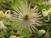 Clematis vitalba