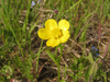 Ranunculus acris