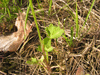 Ranunculus acris