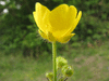 Ranunculus acris