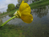 Ranunculus bulbosus