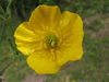 Ranunculus bulbosus