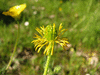 Ranunculus bulbosus