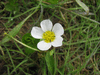 Ranunculus peltatus