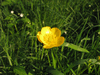 Ranunculus repens