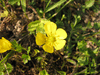 Ranunculus sardous