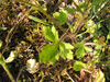 Ranunculus sardous