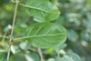 Rhamnus cathartica