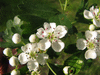 Crataegus monogyna