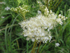 Filipendula ulmaria