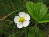 Fragaria vesca