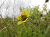 Geum urbanum