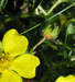 Potentilla verna