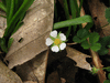 Potentilla sterilis